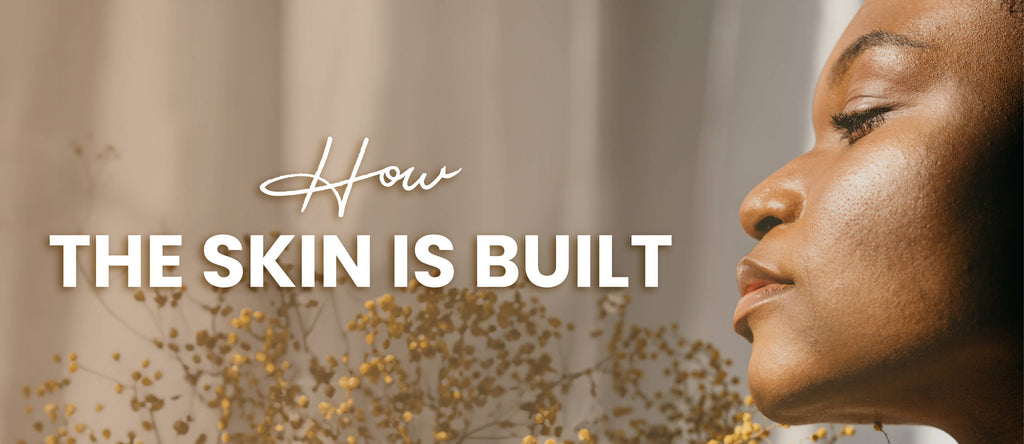 How the skin is built